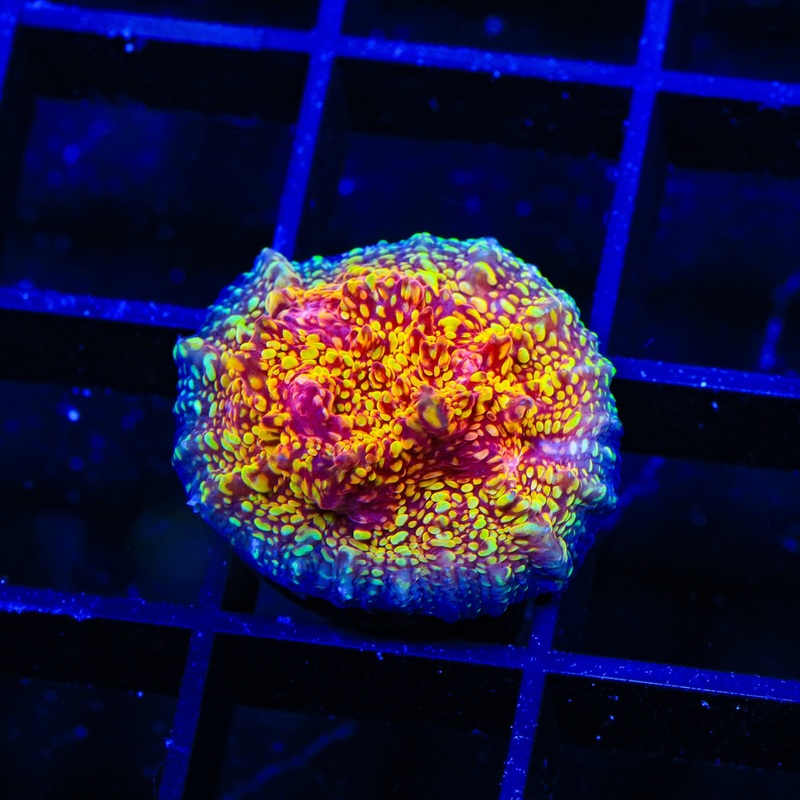 CB El Diablo Chalice Coral