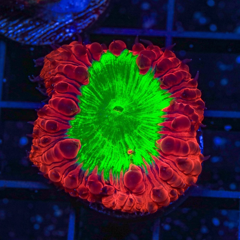 Cherry Melon Blastomussa Coral