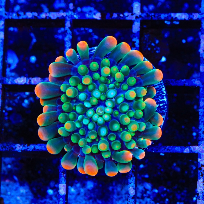 Clown Around Yuma Coral