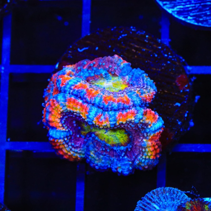 Ultra Acan Coral