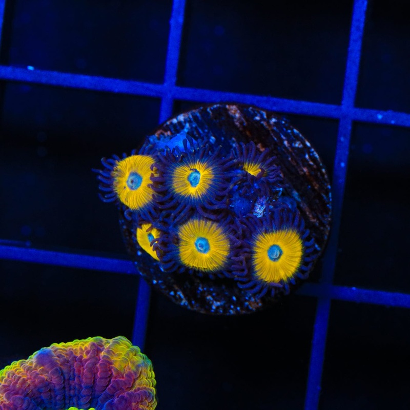 Vulcan Blood Zoanthids Coral