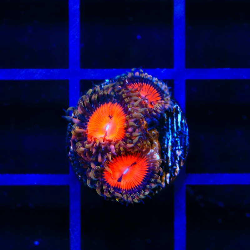 WWC Bloodsucker Zoanthids Coral