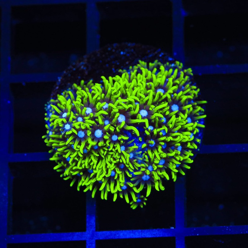 Blue Eye Star Polyps Coral