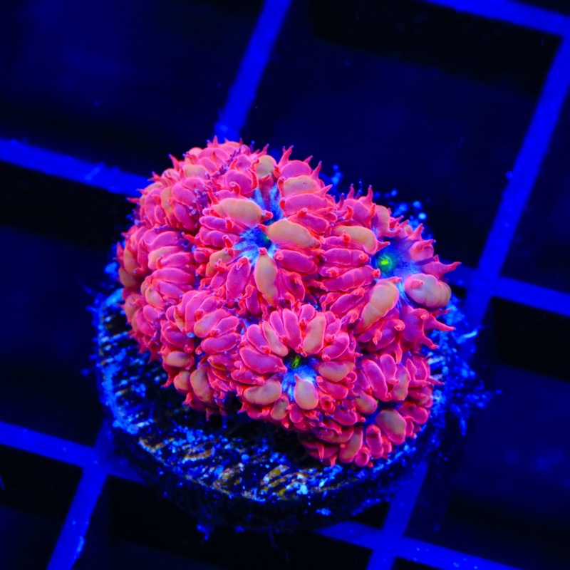 Blue Raven Blastomussa Coral