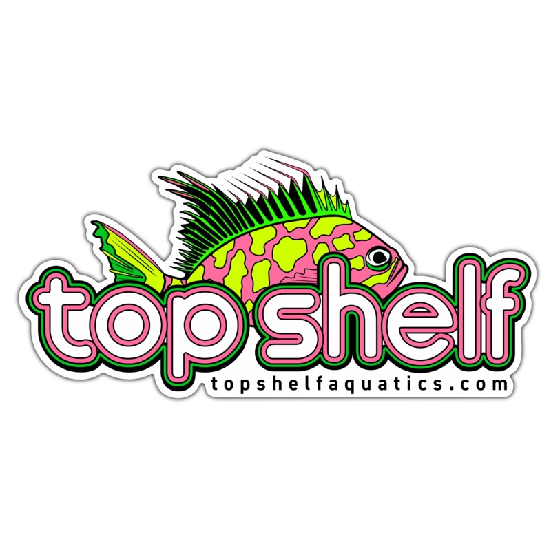 Borbonius (Blotched) Anthias Sticker