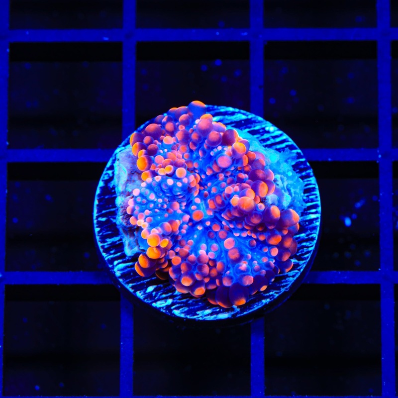 Bubbleyum Yuma Coral