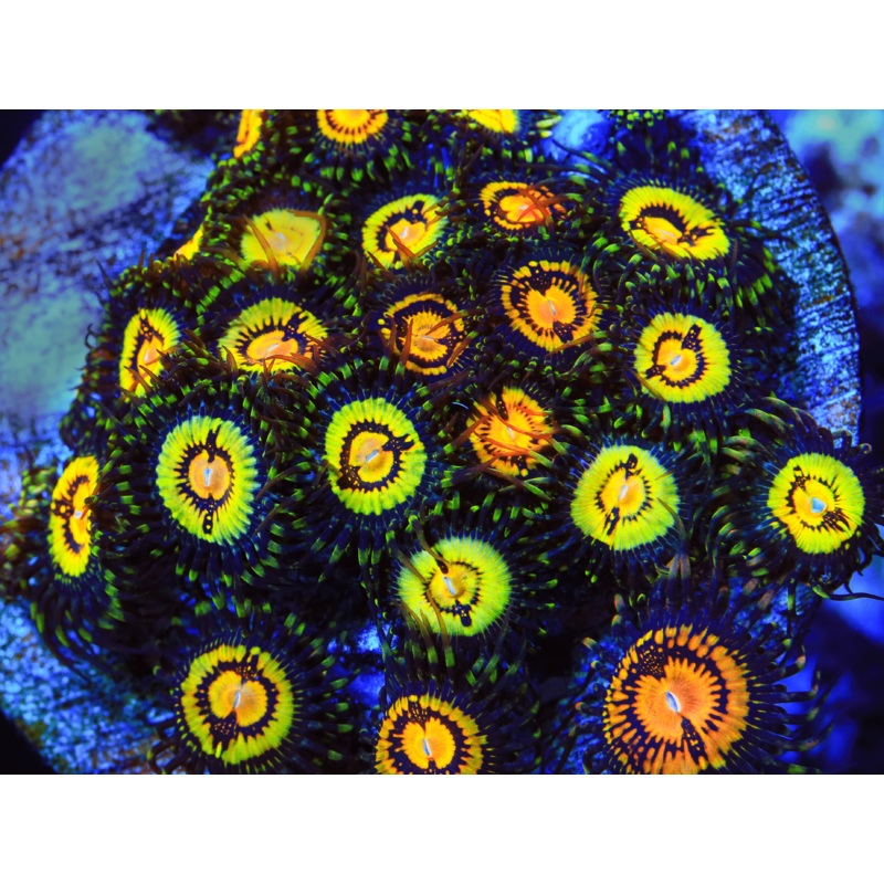 Butt Muncher Zoanthids Coral