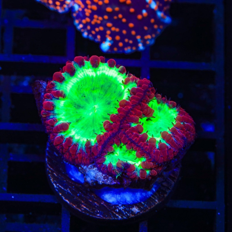 Cherrymelon Blastomussa Coral