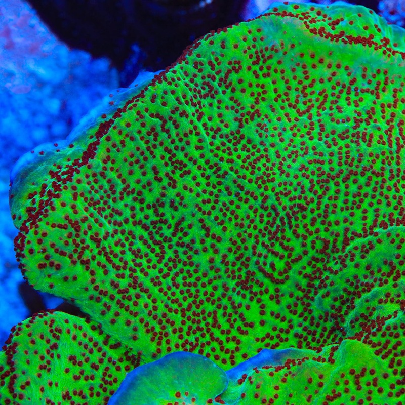 Jedi Mind Trick Montipora Coral