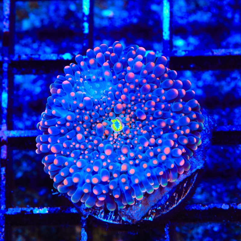 Ultra Yuma Coral