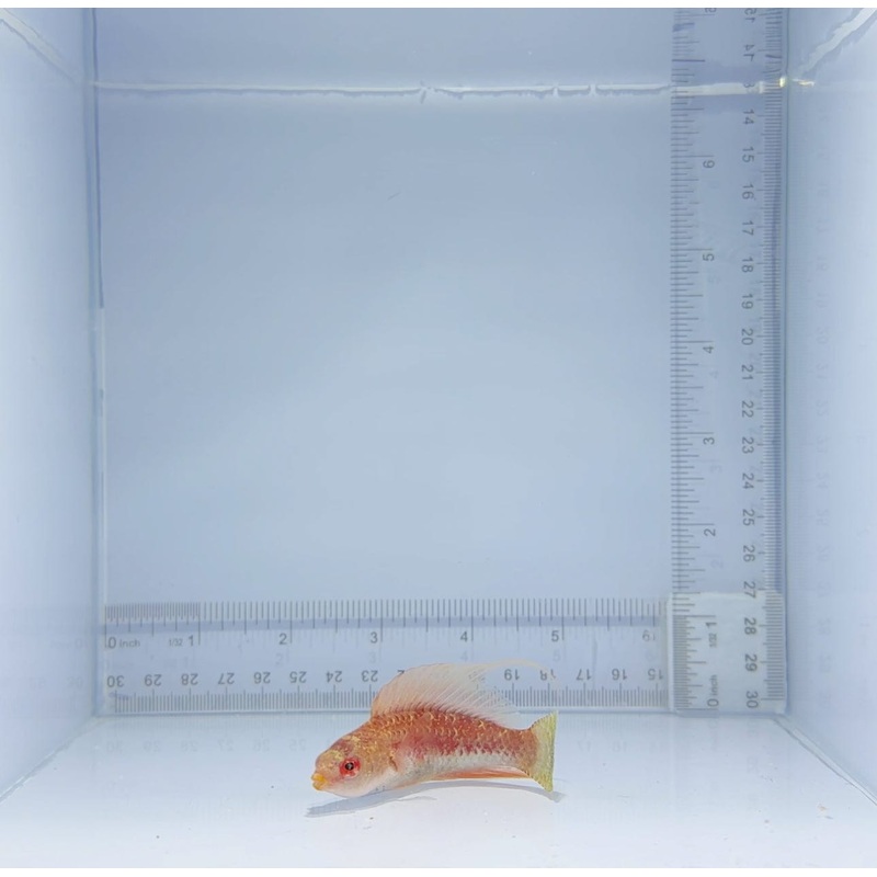 Whipfin Fairy Wrasse Fish