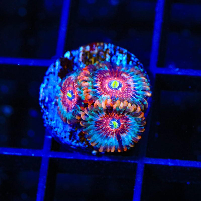 White Zombie Zoanthids Corals