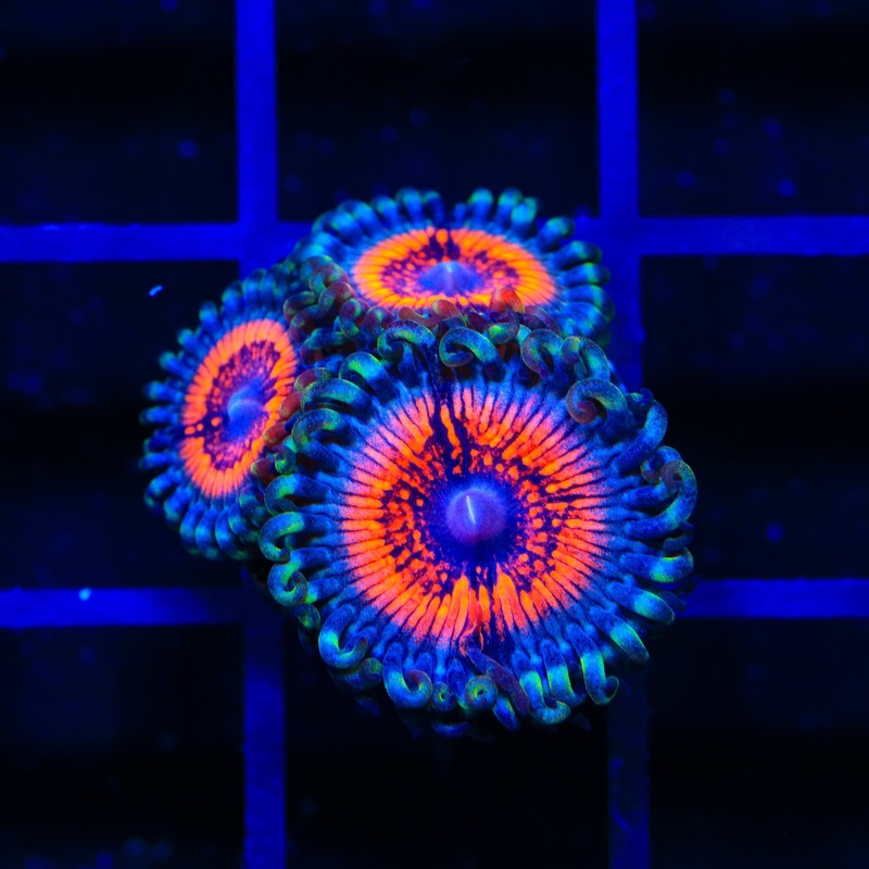 Armor of God Zoanthids Coral
