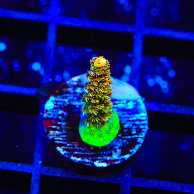 ASD Rainbow Millepora Acropora Coral