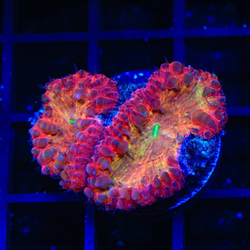 Barbie Party Blastomussa Coral