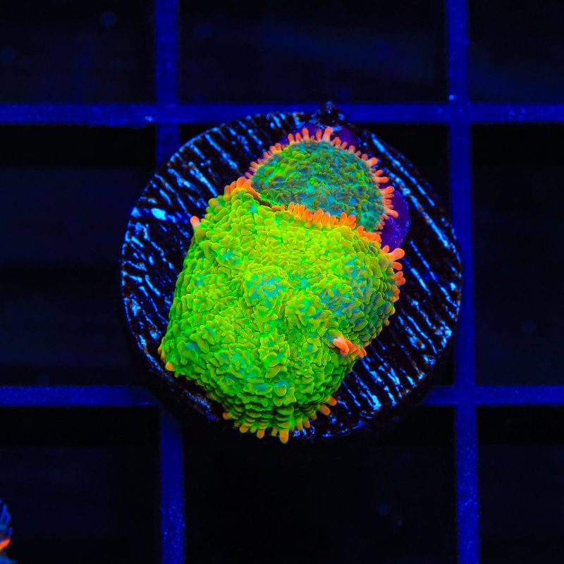 Blastwave Rhodactis Mushroom Coral