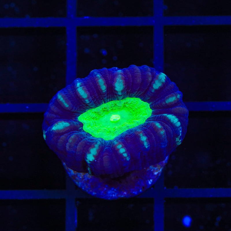 Candy Strip Candy Cane Coral