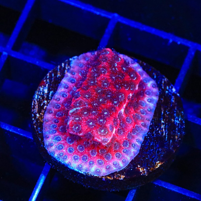 Darth Maul Porites Coral