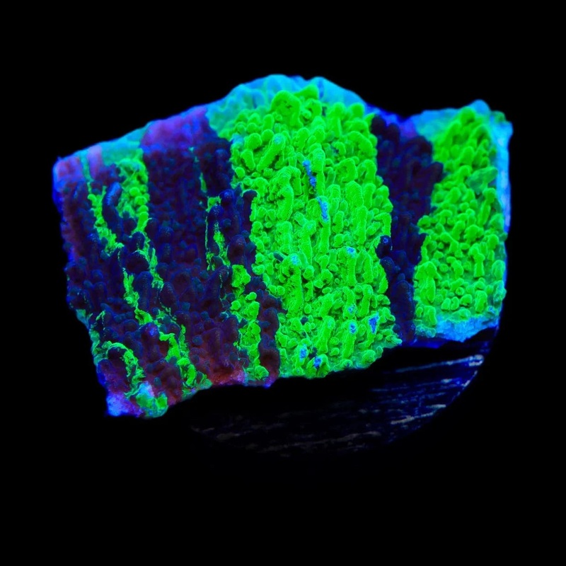 JF Cold Fusion Grafted Montipora Coral