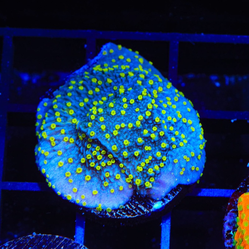 TSA Starry Night Montipora Cap Coral