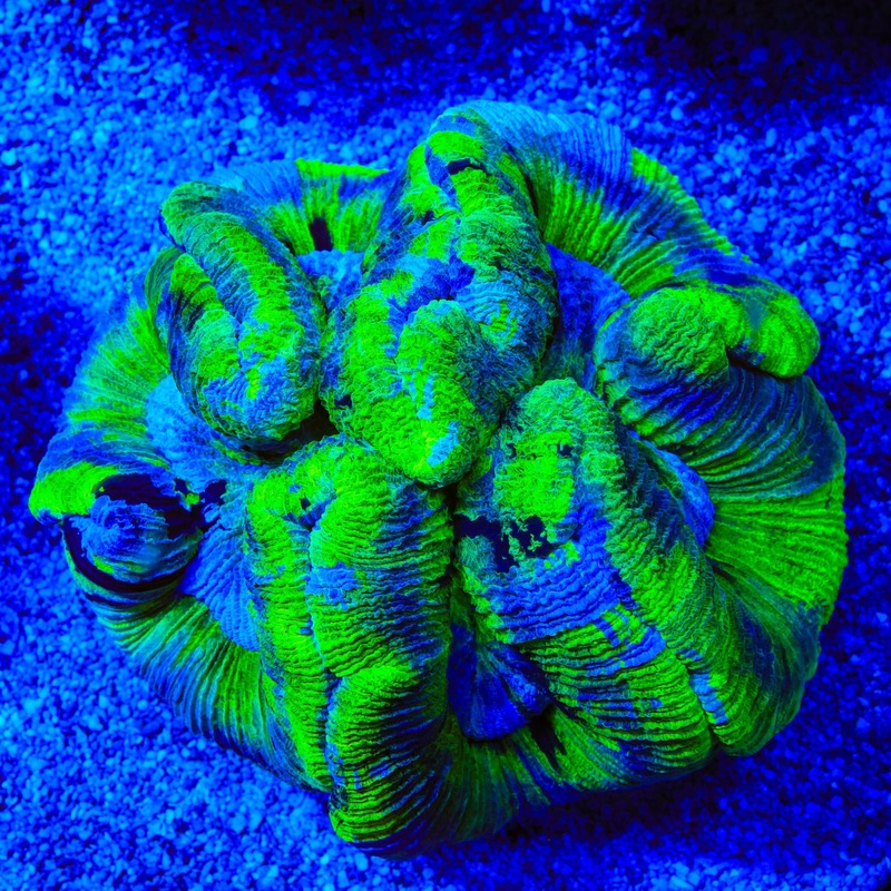 Ultra Trachyphyllia Coral