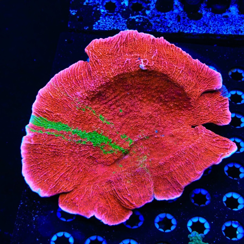 WWC Grafted Montipora Cap Coral