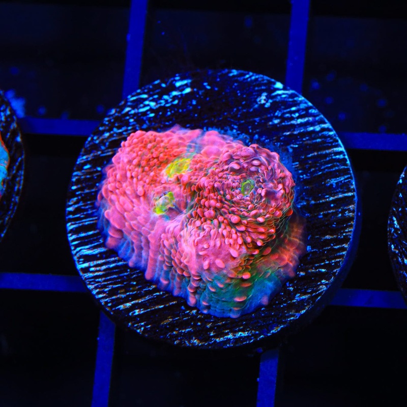 WWC Pink Boobies Chalice Coral