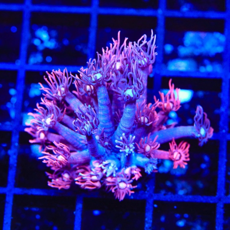 ACI Dragon Breath Goniopora Coral