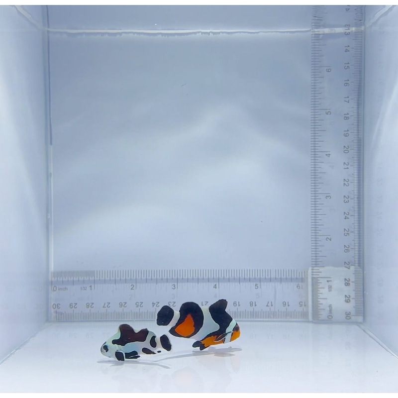 Black Storm x Photon Clownfish Pair