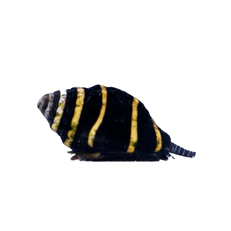 Bumble Bee Snail