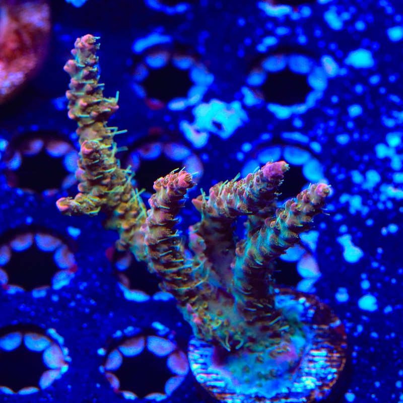 CC Voodoo Majick Acropora Colony Coral