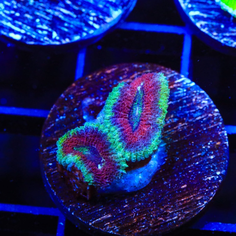 Ultra Acan Coral