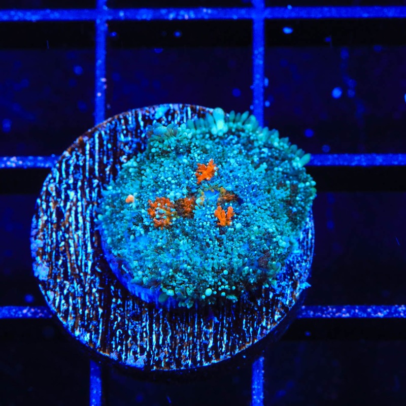 Ultra Persian Rug Mushroom Coral