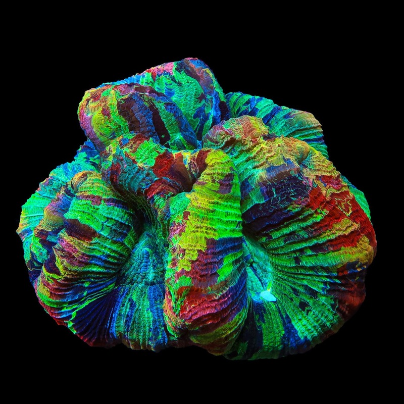 Ultra Rainbow Trachyphyllia Coral