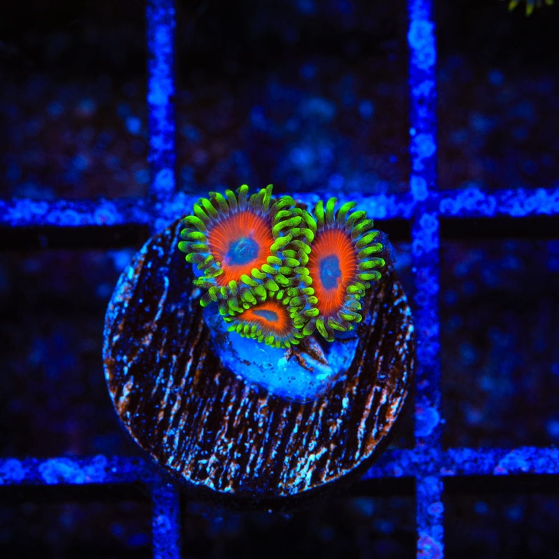 Whamming Watermelon Zoanthids Coral