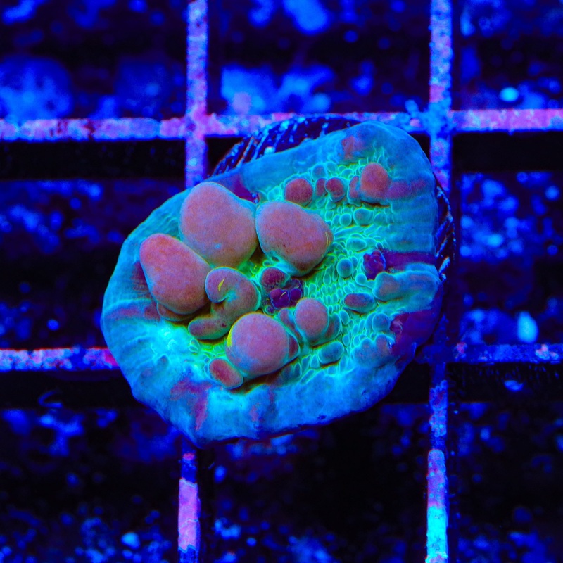 WWC Cosmic Candy Bounce Chalice Coral