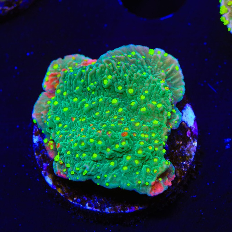 WWC Sunfire Montipora Cap Coral