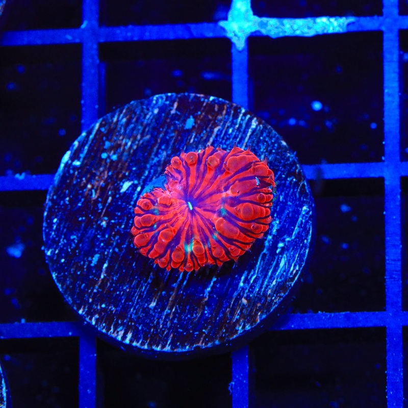 Black Widow Blastomussa Coral