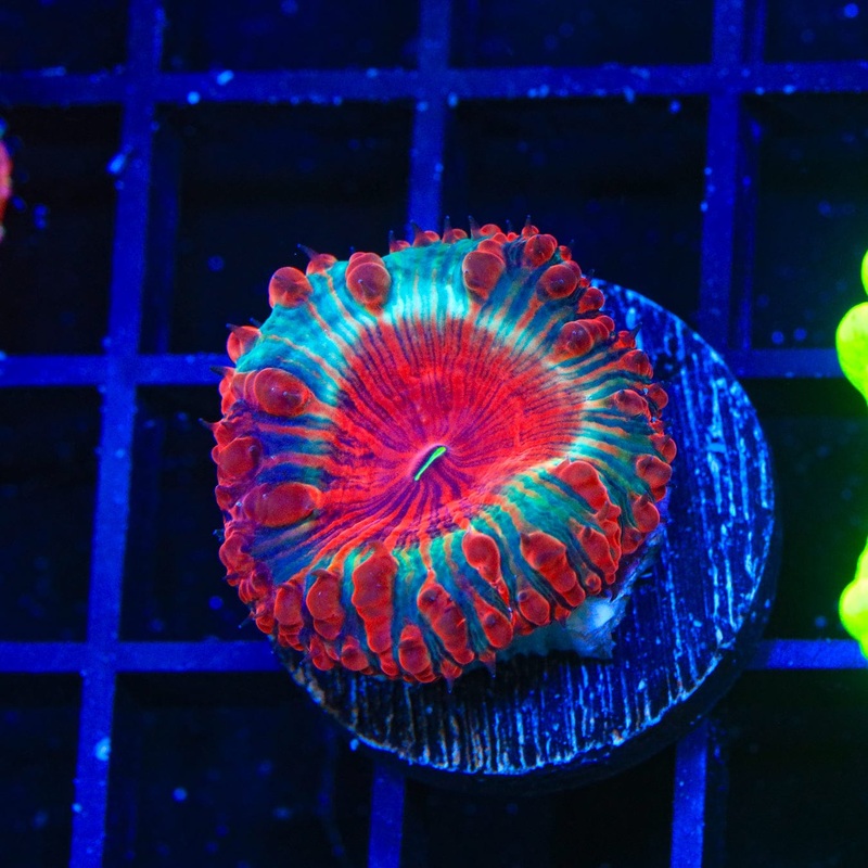 Cherry Pie Blastomussa Coral