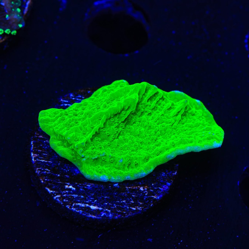 Tyree Toxic Green Aequituberculata Montipora Cap Coral