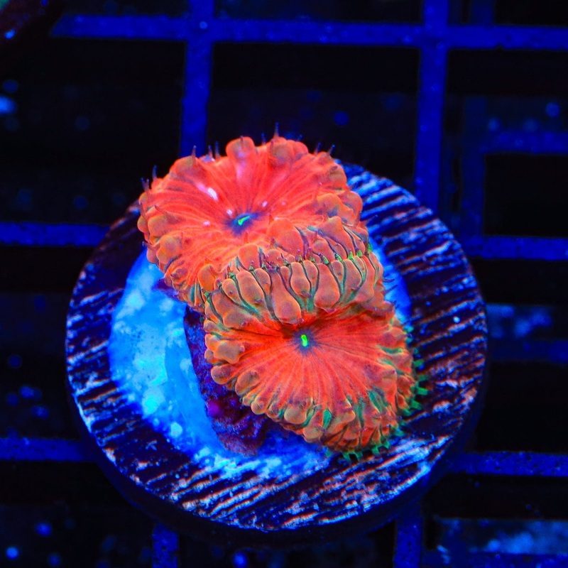Ultra Blastomussa Coral