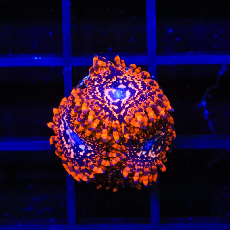 Utter Chaos Zoanthids Coral