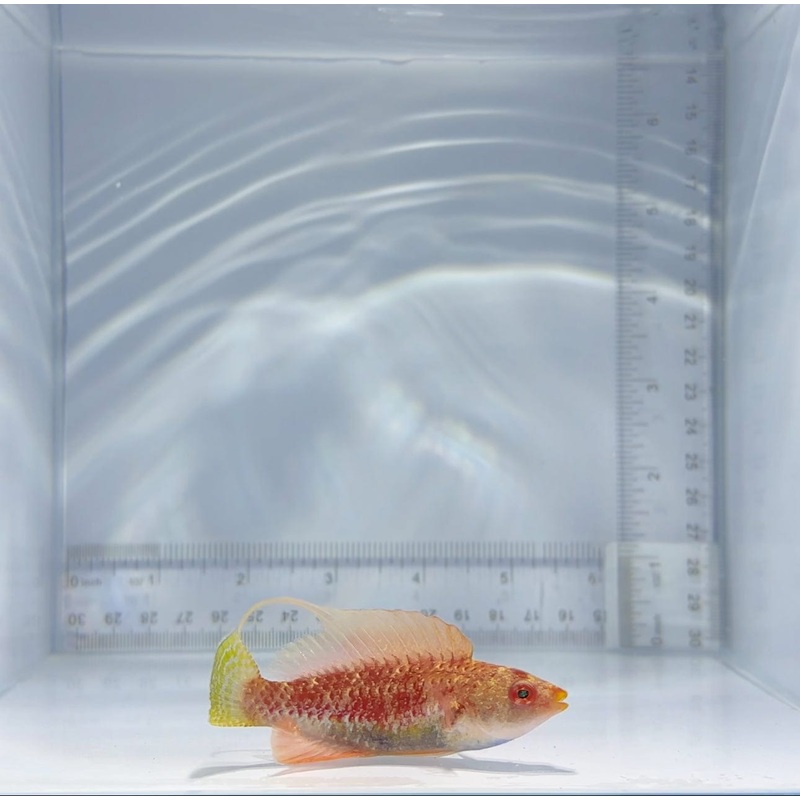 Whipfin Fairy Wrasse Fish