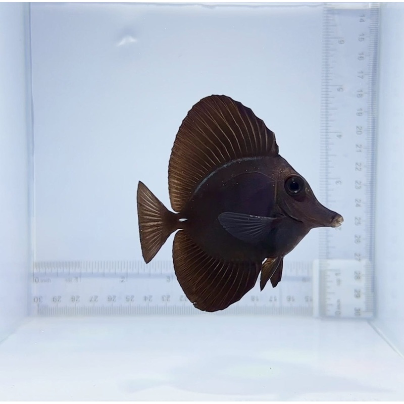 Black Tang Fish