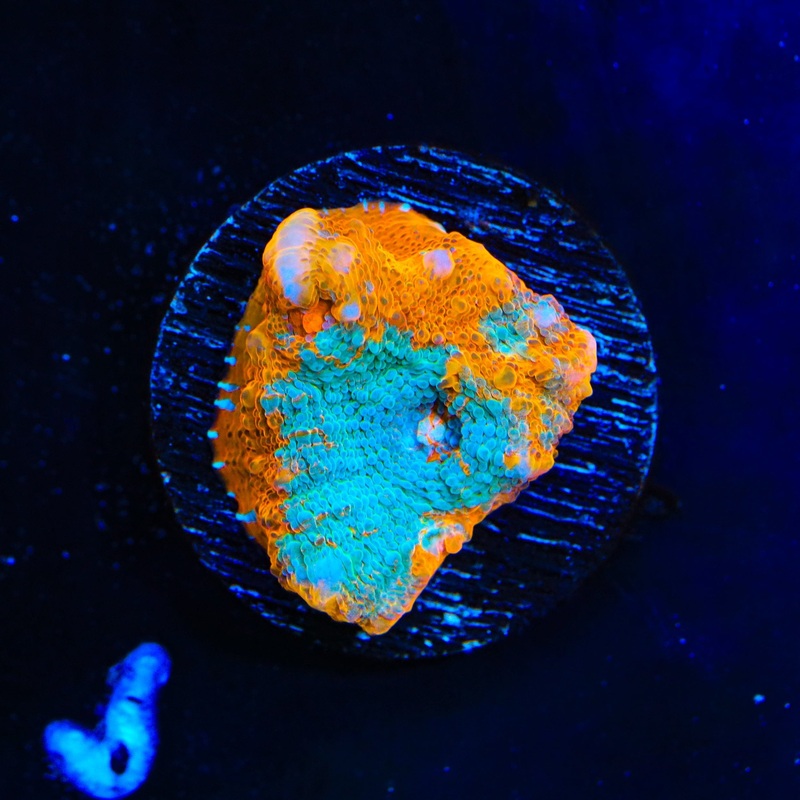 Blaster Chalice Coral