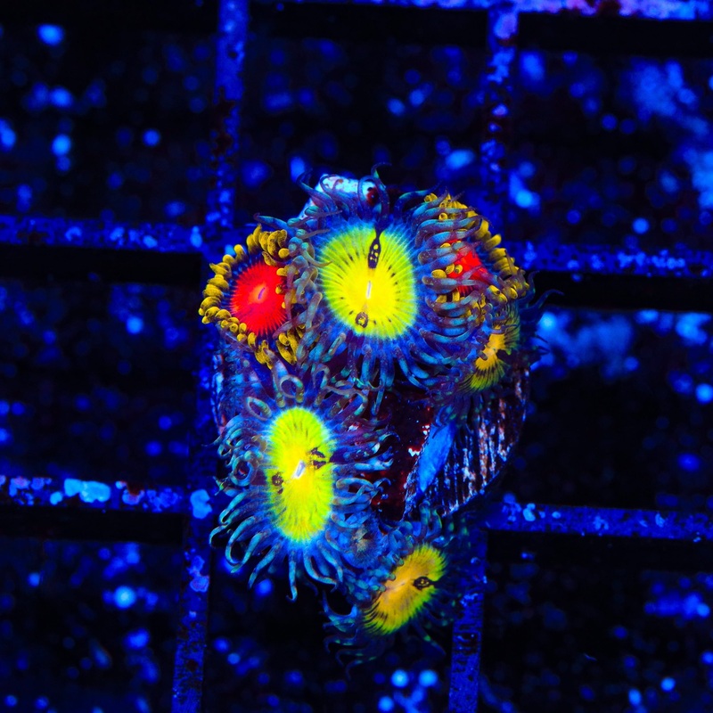 Butt Muncher and Yellow Brick Road Zoanthids Coral