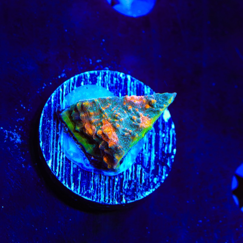 Crash Bandicoot Chalice Coral