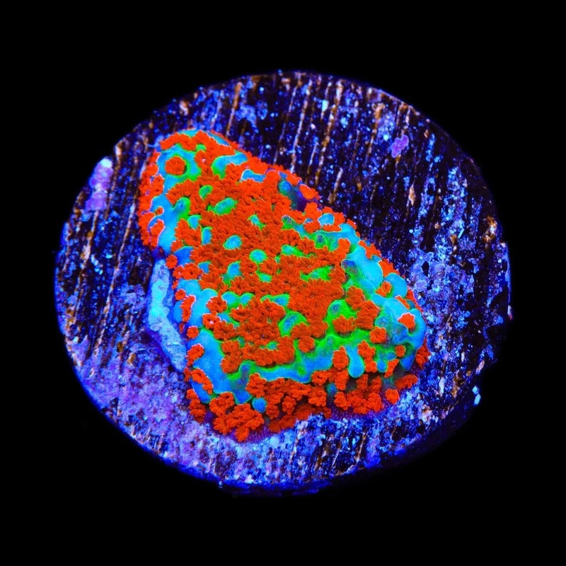 JF Aquaman Montipora Coral