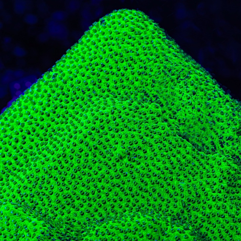 TSA Shamrock Montipora Coral
