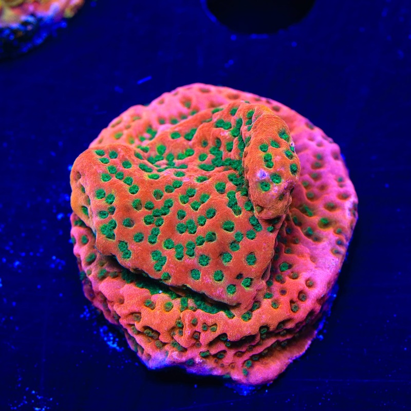 TSA Sugar High Montipora Coral